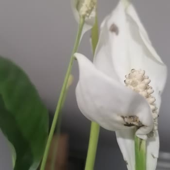 Çiçek Sepeti'nden Onaysız Ve Hatalı Çiçek Gönderimi, Yetersiz Müşteri Hizmetleri