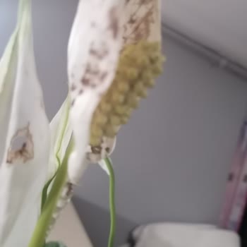 Çiçek Sepeti'nden Onaysız Ve Hatalı Çiçek Gönderimi, Yetersiz Müşteri Hizmetleri