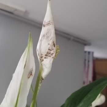 Çiçek Sepeti'nden Onaysız Ve Hatalı Çiçek Gönderimi, Yetersiz Müşteri Hizmetleri