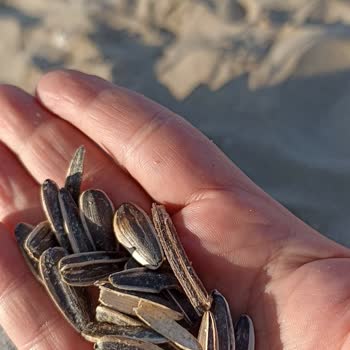 Aldatıcı Paket Ve Kalitesiz Çekirdek Deneyimi