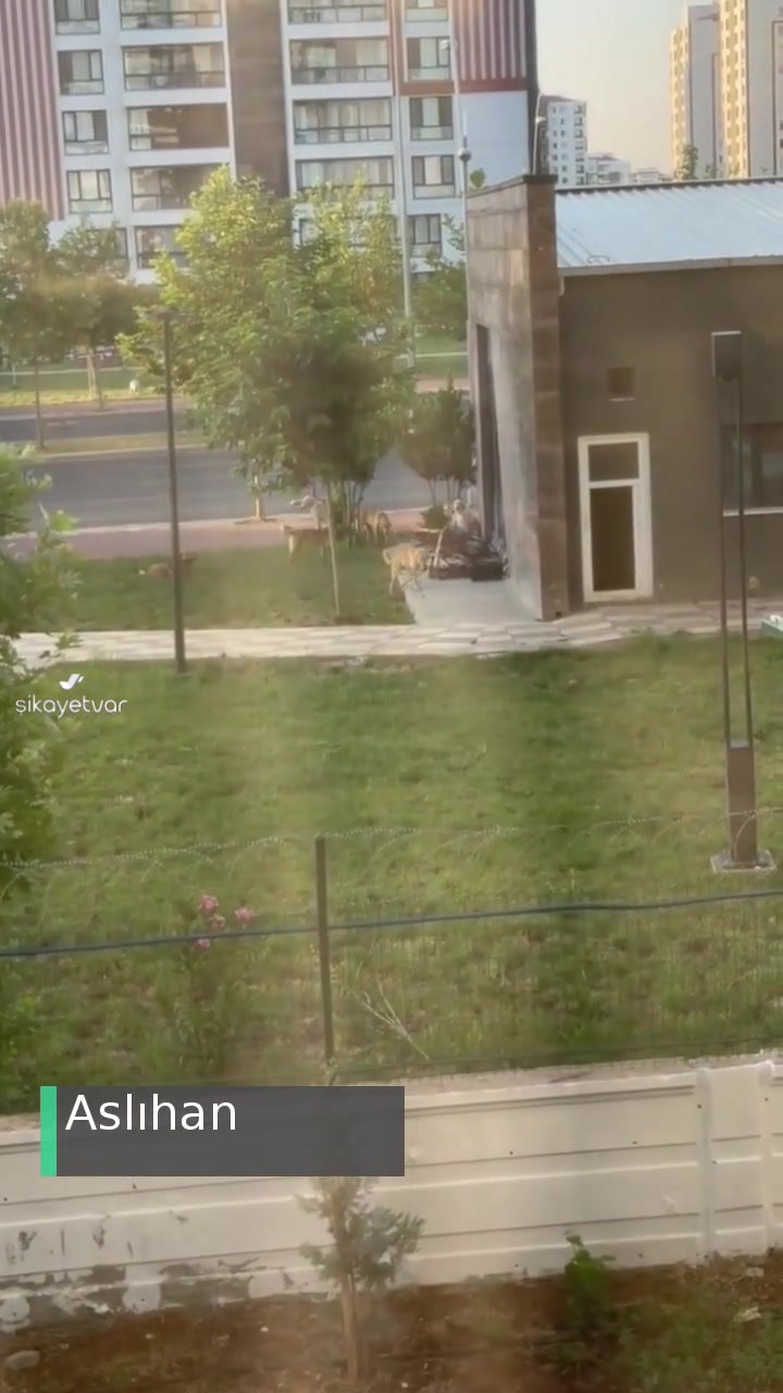 Diyarbakır Talaytepe Başıboş Köpek Sorunu! videonun kapak resmi