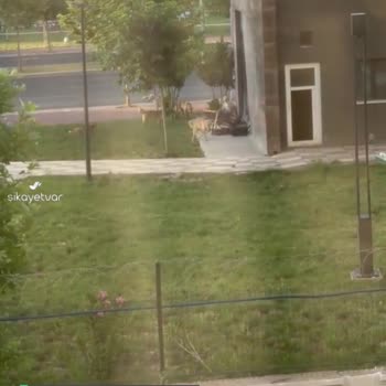 Diyarbakır Talaytepe Başıboş Köpek Sorunu!