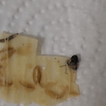 Maraş Keyfi Tarhana İçinde Ölmüş Sinek