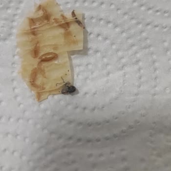 Maraş Keyfi Tarhana İçinde Ölmüş Sinek