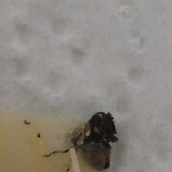 Maraş Keyfi Tarhana İçinde Ölmüş Sinek