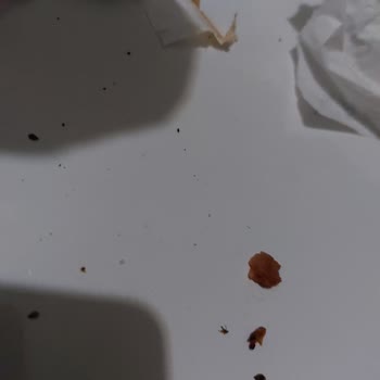 Siparişimde Böcek Ve Sinek Çıktı, İade Talebim Sonuçsuz Kaldı