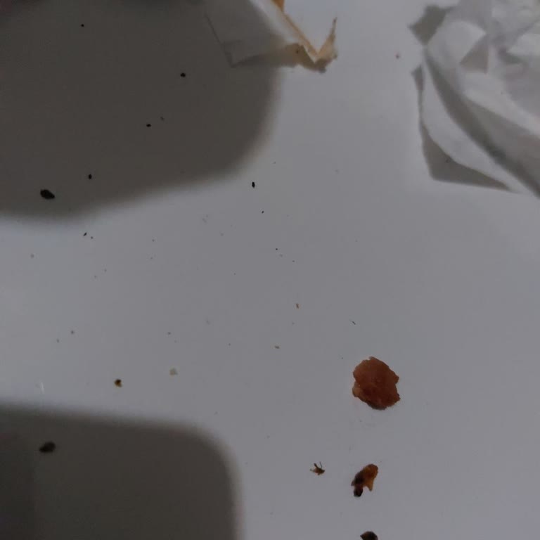 Siparişimde Böcek Ve Sinek Çıktı, İade Talebim Sonuçsuz Kaldı