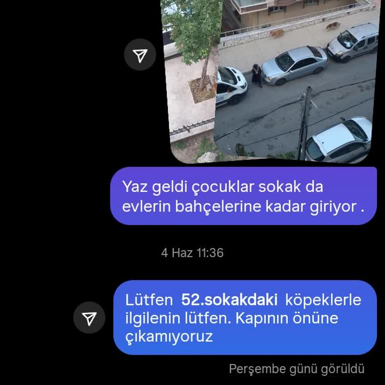 Yakuplu 52. Sokak'ta Çözülmeyen Köpek Sorunu Ve Belediyenin İlgisizliği