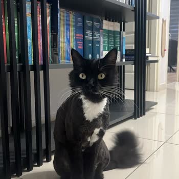 Sempati Veteriner Kliniği (Kayseri) Kedilerimin Tıraş Sonrası Yaşadığı Sağlık Sorunları