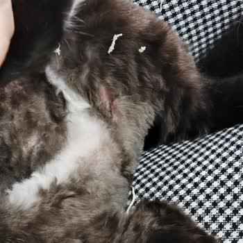 Sempati Veteriner Kliniği (Kayseri) Kedilerimin Tıraş Sonrası Yaşadığı Sağlık Sorunları