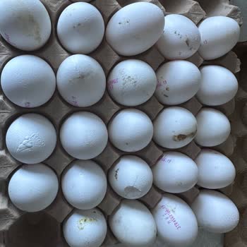 BİM'den Aldığım Yumurtalarda Küf Çıkması Ve Güven Sorunu