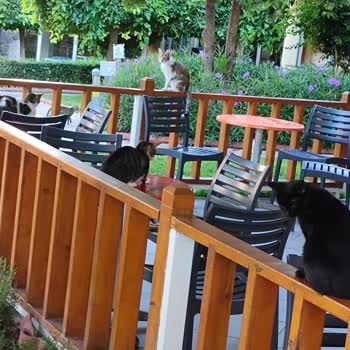 Otelin Kedi Dostu Olduğu Bilgisi Gizlenmiş, Rezervasyon Değişikliği Talebim Karşılanmadı