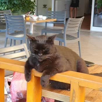 Otelin Kedi Dostu Olduğu Bilgisi Gizlenmiş, Rezervasyon Değişikliği Talebim Karşılanmadı