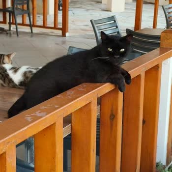 Otelin Kedi Dostu Olduğu Bilgisi Gizlenmiş, Rezervasyon Değişikliği Talebim Karşılanmadı