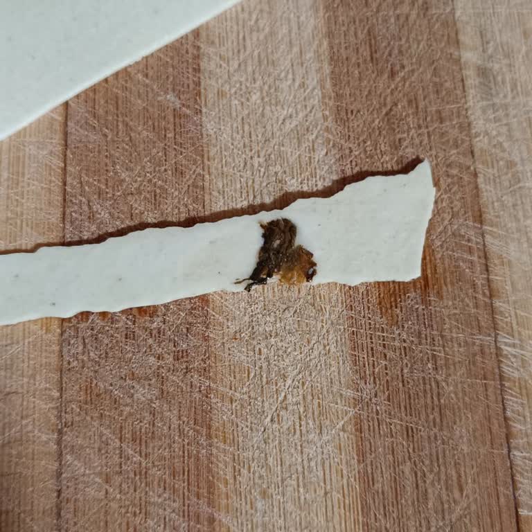 Моль в упаковке лазаньи Barilla