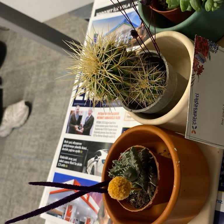 Sipariş Edilen Sukulent Gerçekten Görselden Farklı Ve Özensiz Geldi