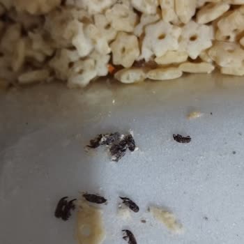 Yeni Alınan Şehriyede Haşereyle Karşılaşmak Hayal Kırıklığı