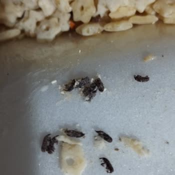 Yeni Alınan Şehriyede Haşereyle Karşılaşmak Hayal Kırıklığı