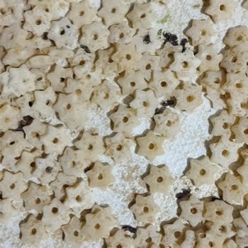 Yeni Alınan Şehriyede Haşereyle Karşılaşmak Hayal Kırıklığı