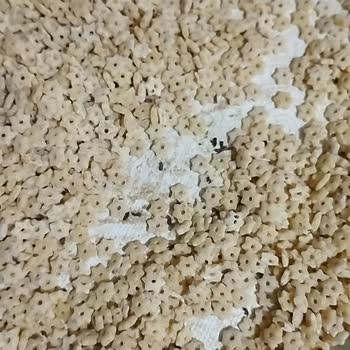 Yeni Alınan Şehriyede Haşereyle Karşılaşmak Hayal Kırıklığı