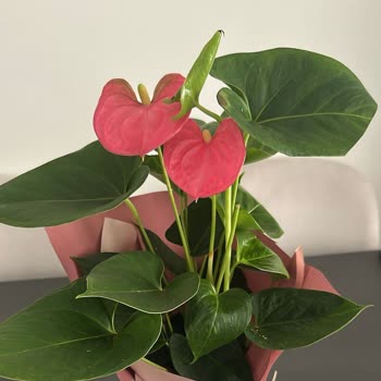 Siparişimdeki Ürün Farklı Geldi Çağrı Merkezine Ulaşamıyorum