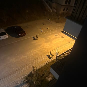 Gaziosmanpaşa TOKİ'de Başıboş Köpek Sorunu Çözülmüyor