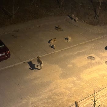 Gaziosmanpaşa TOKİ'de Başıboş Köpek Sorunu Çözülmüyor