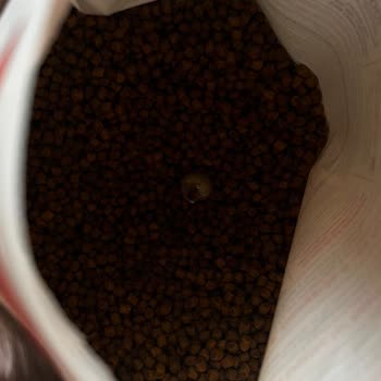 Kedi Mamasından Salyangoz Çıkması Güvenimi Zedeledi