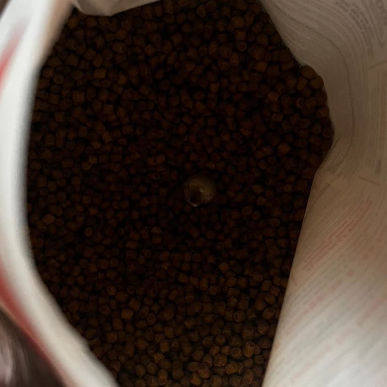 Kedi Mamasından Salyangoz Çıkması Güvenimi Zedeledi