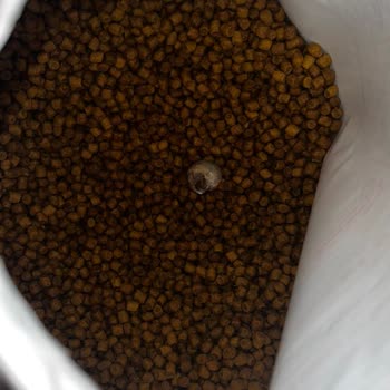 Kedi Mamasından Salyangoz Çıkması Güvenimi Zedeledi