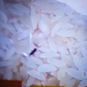 Aldığım Pirinçte Böcek Çıktı, Fişsiz İade Kabul Edilmedi