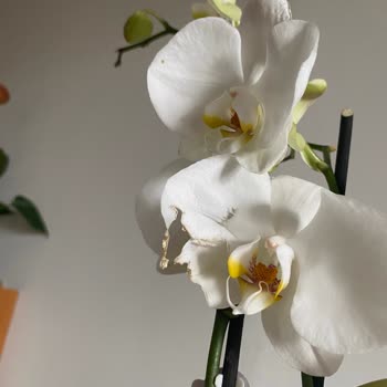 Görselden Farklı, Solmuş Ve Eksik Orkide Gönderimi