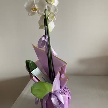 Görselden Farklı, Solmuş Ve Eksik Orkide Gönderimi