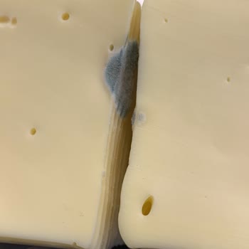 Küflü Harras Kaşar Peyniri Ve Kötü Saklama Koşulları!