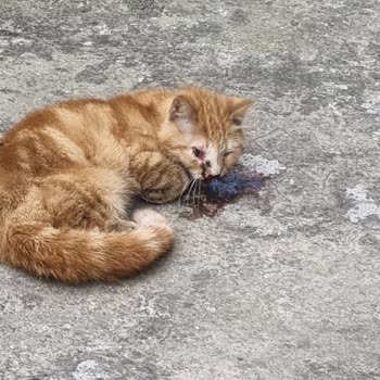 Avcılar Belediyesi Veteriner Ekiplerinin Acil Müdahalede Yetersiz Ve İlgisiz Davranışı