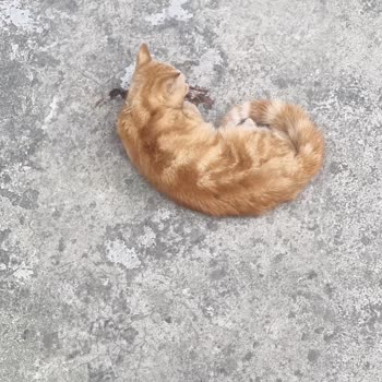 Avcılar Belediyesi Veteriner Ekiplerinin Acil Müdahalede Yetersiz Ve İlgisiz Davranışı