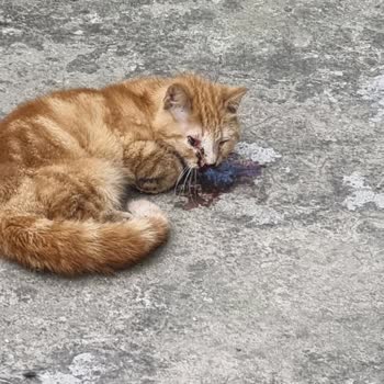 Avcılar Belediyesi Veteriner Ekiplerinin Acil Müdahalede Yetersiz Ve İlgisiz Davranışı