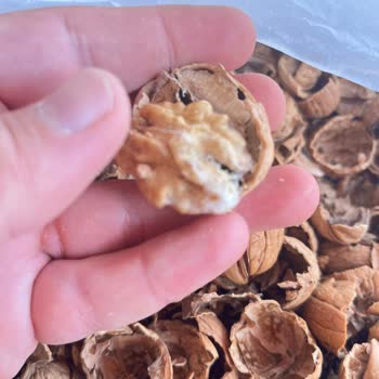 Şok Marketten Aldığım Cevizler Küflü Ve Kurtlu Çıktı