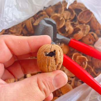 Şok Marketten Aldığım Cevizler Küflü Ve Kurtlu Çıktı