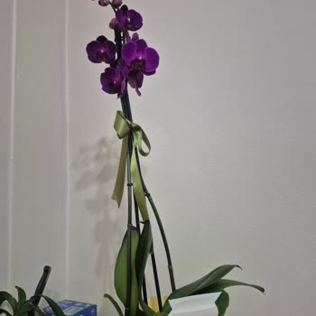 İstanbul Çiçekleri Yanlış Çiçek Gönderimiyle Hayal Kırıklığı Yaşadım!