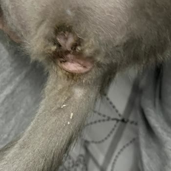 Veteriner Kliniğinde Yetersiz İlgi Ve Güvence