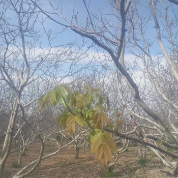 Don Sonrası Ceviz Bahçemde Ürün Yok Sigorta Hasarı Kabul Etmiyor