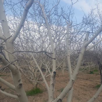 Don Sonrası Ceviz Bahçemde Ürün Yok Sigorta Hasarı Kabul Etmiyor