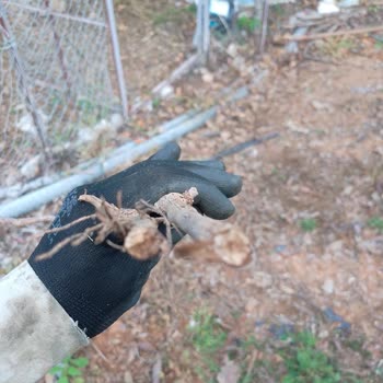 Sipariş Edilen Üzüm Fidanlarının Beklentileri Karşılamaması Ve İade Sorunu