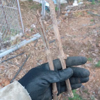 Sipariş Edilen Üzüm Fidanlarının Beklentileri Karşılamaması Ve İade Sorunu