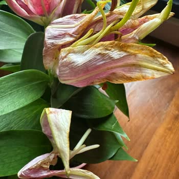 Sipariş Edilen Çiçeğin Solgun Ve Beklenenden Farklı Teslim Edilmesi