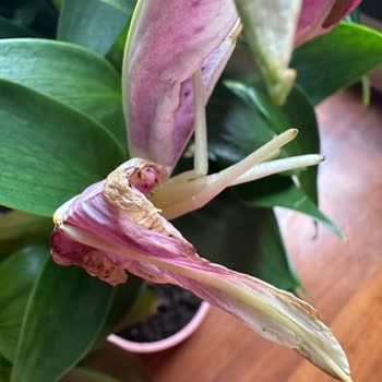 Sipariş Edilen Çiçeğin Solgun Ve Beklenenden Farklı Teslim Edilmesi