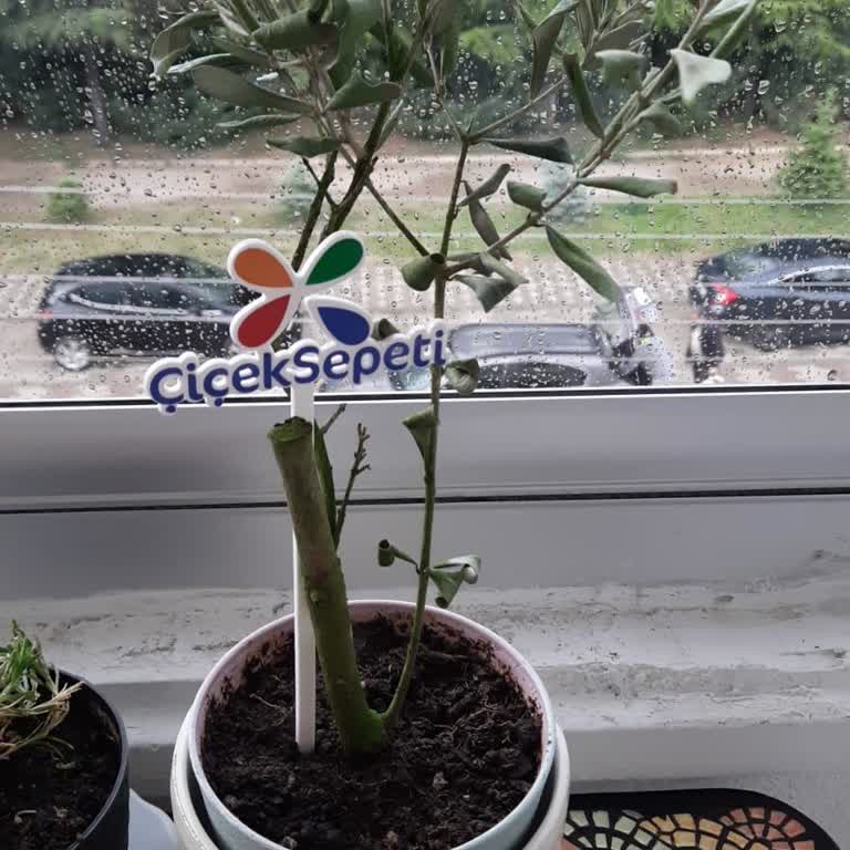 Kurumuş Zeytin Fidanı Ve Erişilemeyen Müşteri Hizmetleri