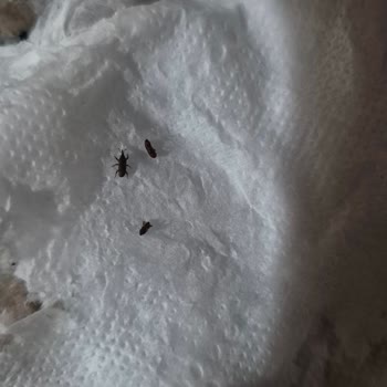 Aldığım Pirinçte Böcek Çıkması Ve Sağlık Riski