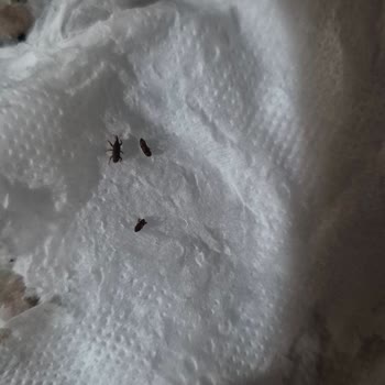 Aldığım Pirinçte Böcek Çıkması Ve Sağlık Riski